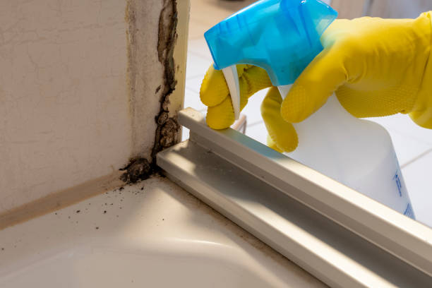 Best Toxic Mold Removal  in Owatonna, MN